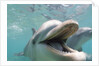 Bottlenose Dolphin Opening Mouth by Anonymous