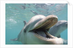 Bottlenose Dolphin Opening Mouth by Anonymous