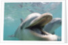 Bottlenose Dolphin Opening Mouth by Anonymous