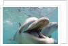 Bottlenose Dolphin Opening Mouth by Anonymous