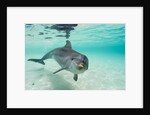 Bottlenose Dolphin by Anonymous