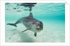 Bottlenose Dolphin by Anonymous