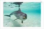 Bottlenose Dolphin by Anonymous