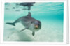 Bottlenose Dolphin by Anonymous