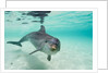 Bottlenose Dolphin by Anonymous