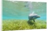 Bottlenose Dolphin by Anonymous