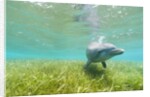 Bottlenose Dolphin by Anonymous
