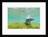 Bottlenose Dolphin by Anonymous
