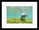 Bottlenose Dolphin by Anonymous