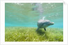 Bottlenose Dolphin by Anonymous