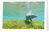 Bottlenose Dolphin by Anonymous