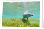 Bottlenose Dolphin by Anonymous
