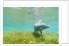 Bottlenose Dolphin by Anonymous