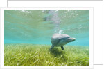 Bottlenose Dolphin by Anonymous