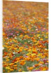 Field of Mission Bells by Anonymous