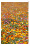 Field of Mission Bells by Anonymous