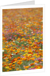 Field of Mission Bells by Anonymous