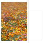 Field of Mission Bells by Anonymous