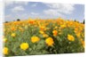 Field of California Poppies by Anonymous