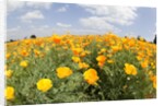 Field of California Poppies by Anonymous