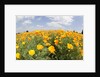 Field of California Poppies by Anonymous