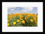 Field of California Poppies by Anonymous