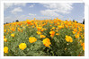 Field of California Poppies by Anonymous