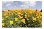 Field of California Poppies by Anonymous