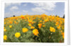 Field of California Poppies by Anonymous