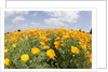 Field of California Poppies by Anonymous