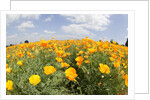 Field of California Poppies by Anonymous
