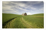 Old Barn in Wheat Field by Anonymous