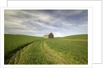 Old Barn in Wheat Field by Anonymous