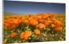 California Poppies by Anonymous