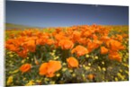 California Poppies by Anonymous