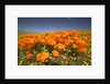 California Poppies by Anonymous