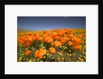 California Poppies by Anonymous