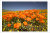 California Poppies by Anonymous
