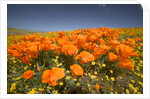 California Poppies by Anonymous