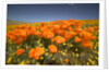 California Poppies by Anonymous
