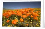 California Poppies by Anonymous