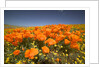 California Poppies by Anonymous