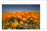 California Poppies by Anonymous