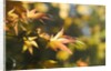 Japanese Maple Leaves in Autumn by Anonymous