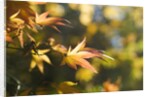 Japanese Maple Leaves in Autumn by Anonymous