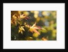 Japanese Maple Leaves in Autumn by Anonymous