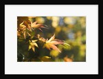 Japanese Maple Leaves in Autumn by Anonymous