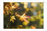 Japanese Maple Leaves in Autumn by Anonymous