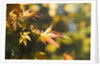 Japanese Maple Leaves in Autumn by Anonymous