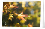 Japanese Maple Leaves in Autumn by Anonymous